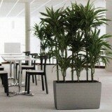 Полезные растения для офисов