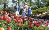 Всемирно известный голландский парк цветов Кекенхоф вновь откроет свои двери
